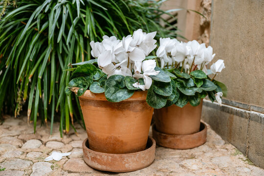 White cyclamen flowers in a pot outdoor
