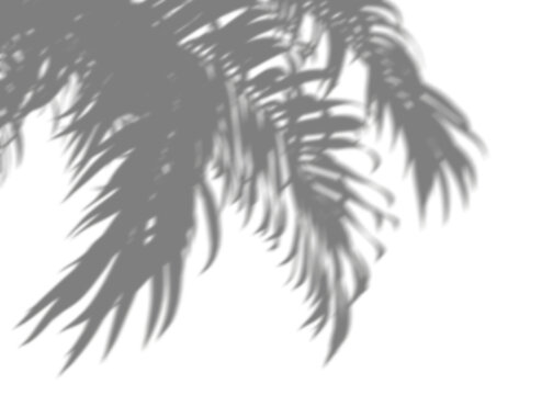 Smooth blur shadow tropical palm leafs cut out transparent backgrounds 3d illustrations