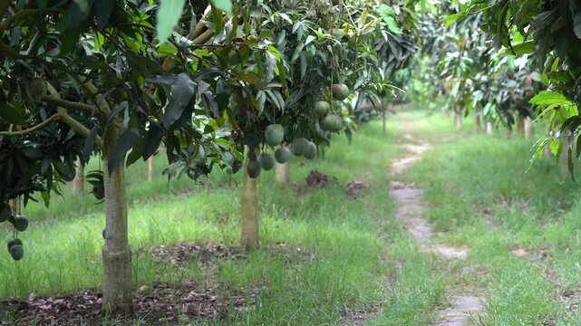 Mango orchard plantation with unripe fruits