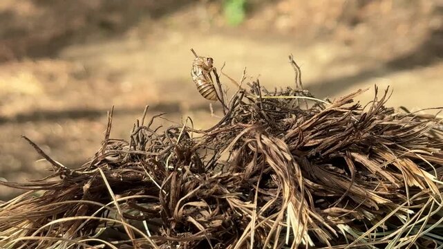 Cicada exuvia close up on dry roots and grass, video