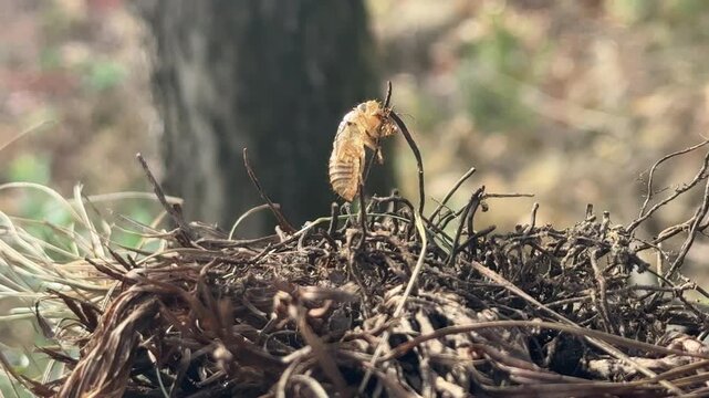 Cicada exuvia close up on dry roots and grass, video
