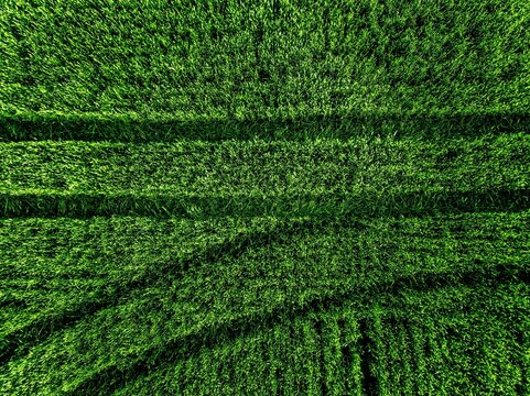 Close-up view of lush green grass blades with intricate textures and vibrant colors in sunlight in Finland