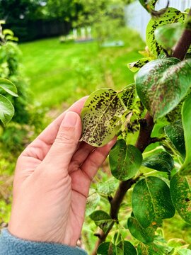 Hand examining pear tree leaf with black spots damage caused by fungal plant scab disease