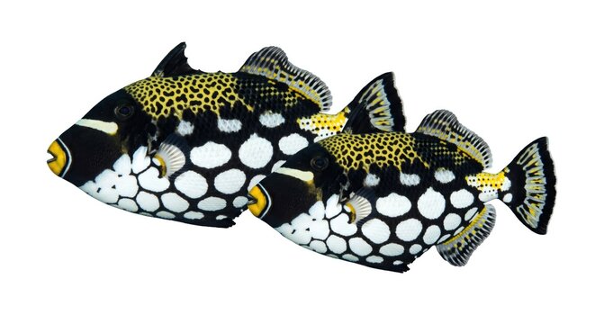 Pair of clown triggerfish black and yellow - underwater marine wildlife photography