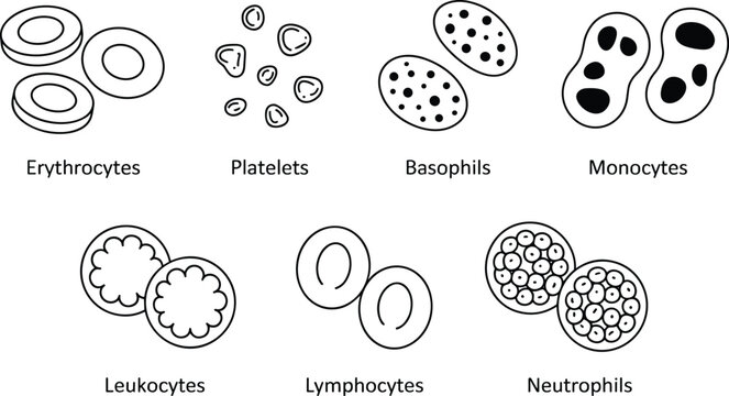 A medical diagram showing various types of human cells including erythrocytes, platelets, basophils, monocytes, leukocytes, and neutrophils