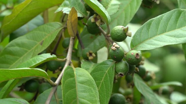 Unripe green guava fruits growing on tree branches