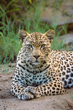 Leopard, Panthera pardus, Female. Head-on, medium close-up of a female lying down with her paws crossed.