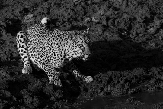 Leopard, Panthera pardus, Adult. Black and white image of a leopard crouching on a muddy bank near water in preparation to drink or stalk.