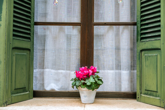 Pink cyclamen flowers  in a  pot on a window