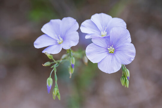 Blue Flax plant flowering in the Parco Regionale della Murgia Materana
