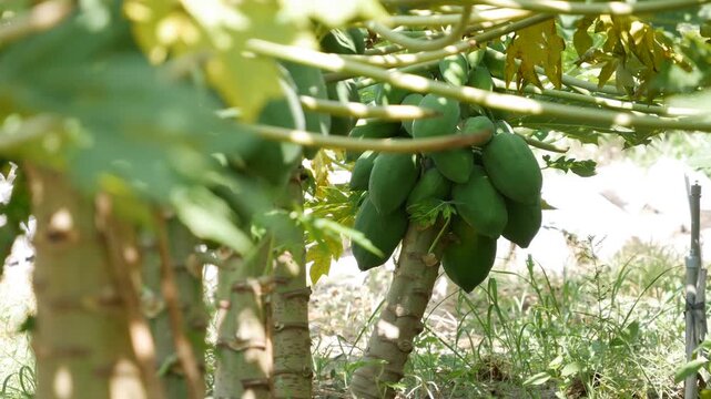 Green papaya fruits hanging on a tree in a sunny plantation with leaves and grass below. Tropical plantation.