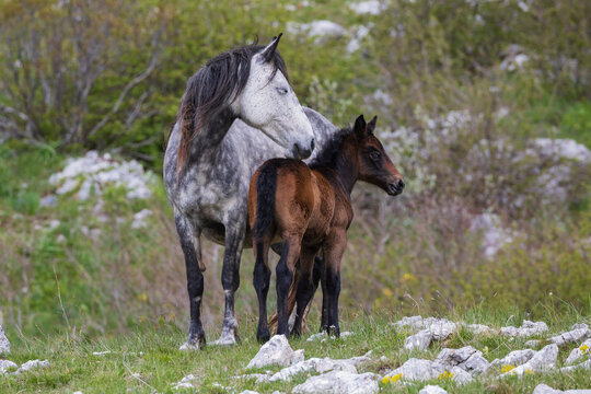 A Dappled Grey Mare Stands with her Foal, on the slopes of Mount Krug