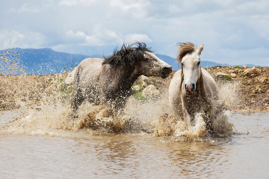 Two wild horses in shallow water, one chasing the other, conflict.