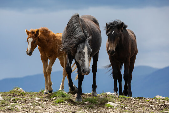 Low Angle of Wild Horses in the mountains, three animals, one a young foal.
