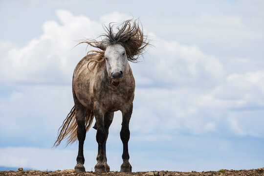 Wild Horse Shaking its Mane