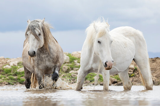 Two wild Horses Drinking at a Waterhole near Mount Krug.