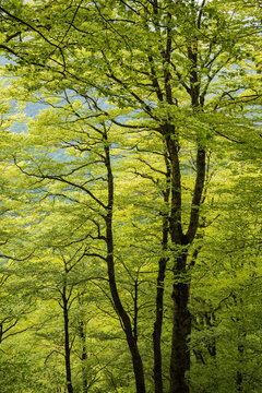 A forest of tall beech trees emerging into leaf.