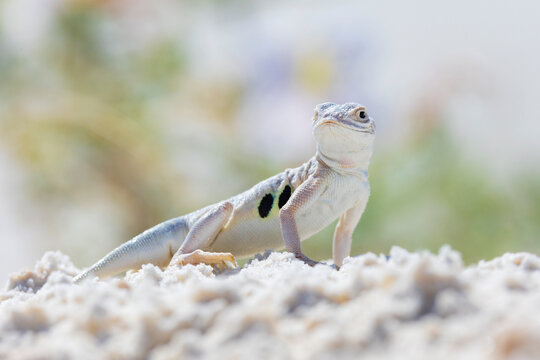 The bleached earless lizard (Holbrookia maculata ruthveni) is capable of hearing though it has no external ear openings.