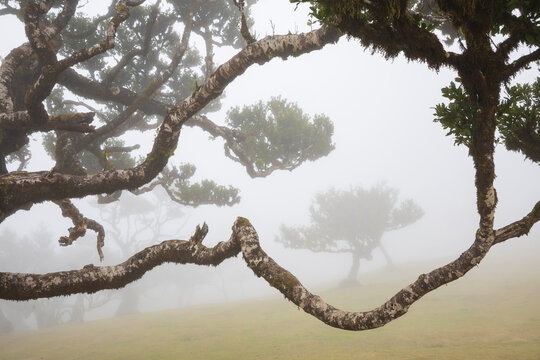 Laurel Tree, a Fanal Oak in the Mist