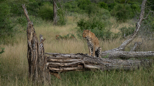 Leopard, Panthera pardus, Adult. Sitting on a fallen log in an open, grassy clearing.