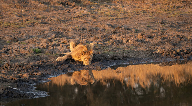 Lion, Panthera leo, Cub. Cub lying flat on the muddy bank of a dam, drinking water with its reflection visible.