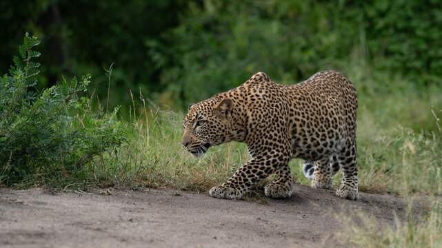 Leopard, Panthera pardus, Young Male. Stalking on the edge of a dirt road next to green grass.