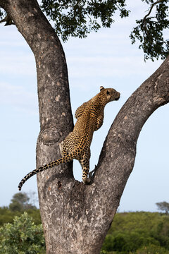 Leopard, Panthera pardus, Young Male. Climbing a large tree trunk, turning its head to look away from the camera.