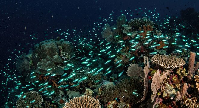 Sardine school swimming near glowing coral - underwater marine wildlife photography
