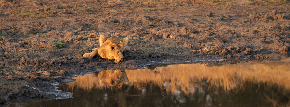 Lion, Panthera leo, Cub. Cub lying at the edge of a waterhole, drinking water with its reflection visible.