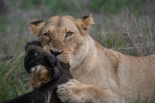 Lion, Panthera leo, Lioness & Buffalo Kill. Close-up of a lioness gripping a buffalo carcass with her mouth and paws.