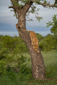Lion, Panthera leo, Lioness. Climbing down a thick, curved tree trunk in a vertical full-frame shot.