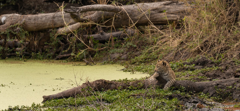 Leopard, Panthera pardus, Cub. Lying on a muddy log near the edge of an algae-covered dam.