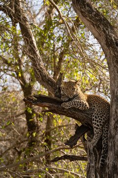 Leopard, Panthera pardus, Female. Resting on a thick, dead branch in the tree canopy, looking toward the camera.