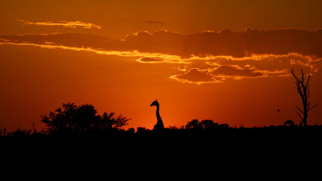 Giraffe, Giraffa camelopardalis, Silhouette. Head and neck of a giraffe silhouetted against a dramatic orange and red sunset sky.