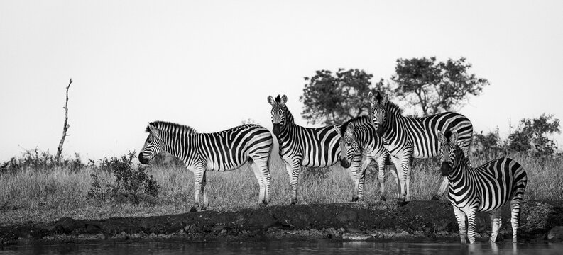 Zebra, Equus quagga, Group, black and white shot of a group of zebras standing at the edge of a waterhole.