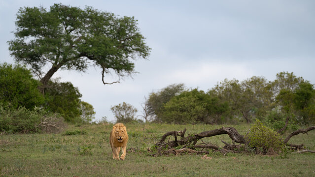 Lion, Panthera leo, Male. Male walking towards the camera in a clearing with a large tree dominating the background.