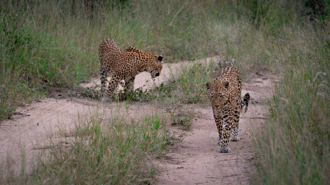 Leopard, Panthera pardus, Pair. Two leopards walking on a sandy track in opposite directions through tall grass.