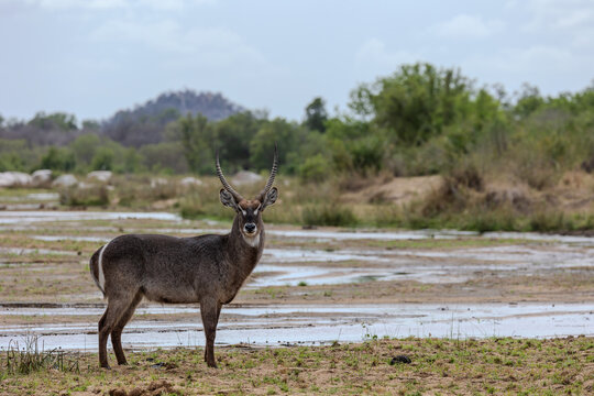 Waterbuck, Kobus ellipsiprymnus, Male. Standing in the foreground of a large, muddy riverbed with long horns.