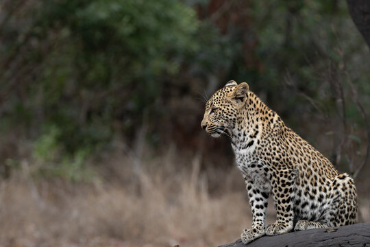 Leopard, Panthera pardus, Cub. Sitting on a thick, fallen log, looking away into a dry, distant background.