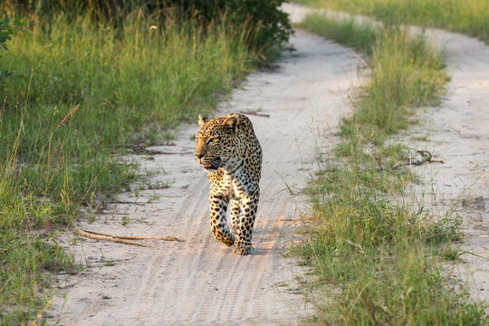 Leopard, Panthera pardus, Female. Walking directly towards the camera on a sandy game road in soft light.