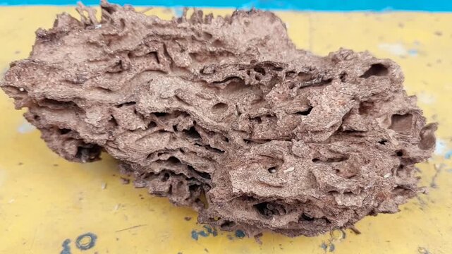 Termites walk on a chunk of wood nest.