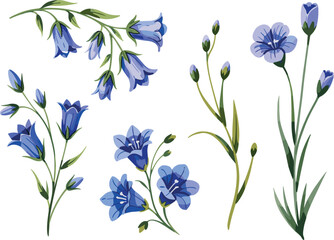 Fototapeta premium Blue bellflower vector set, hand drawn wild blue flowers and green stems illustration collection