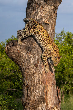 Leopard, Panthera pardus, Female. Climbing down a rough tree trunk with its body curved.