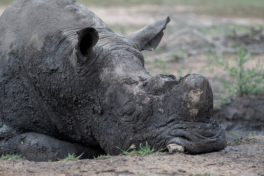Rhinoceros, Ceratotherium simum, Adult. Close-up side portrait of a large rhino bull lying down, covered in dark mud.