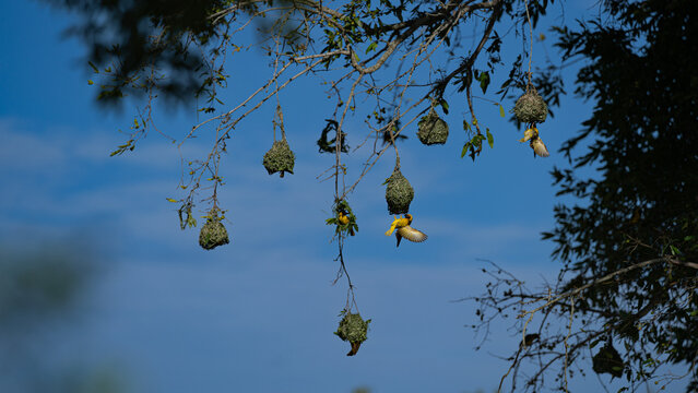 Weaver, Ploceus velatus, Village Weaver), a group of yellow and black weavers flying near their woven nests hanging from tree branches.