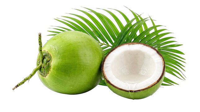 Fresh whole and halved green coconut with palm leaf isolated on transparent background