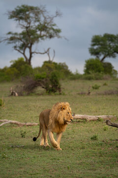 Lion, Panthera leo, Male. Male walking forward in a grassy field with a large tree blurred in the background.