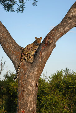 Leopard, Panthera pardus, Female sitting in the crotch of a large tree looking directly at the camera in golden light.