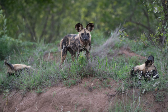 Wild Dog, Lycaon pictus, Group. One adult dog standing alert on a dirt mound while two others rest nearby in the grass.