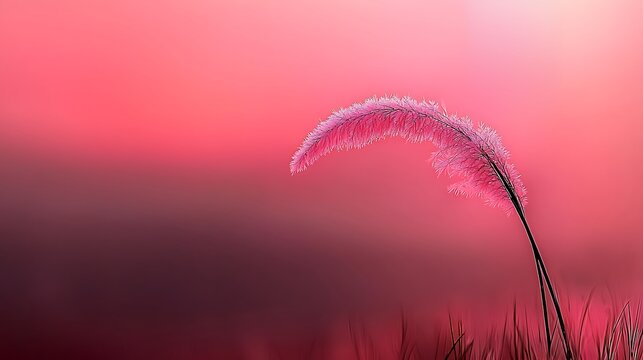 Pink flower at sunset